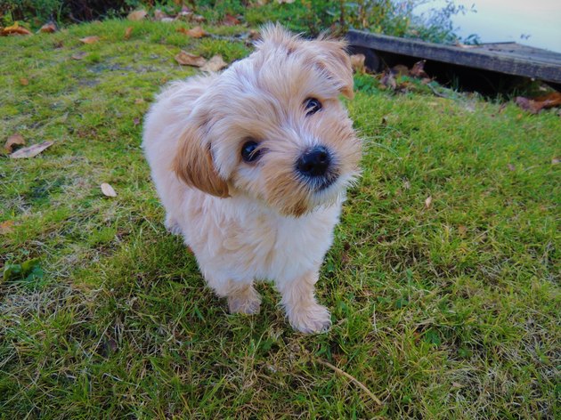 Head Tilt