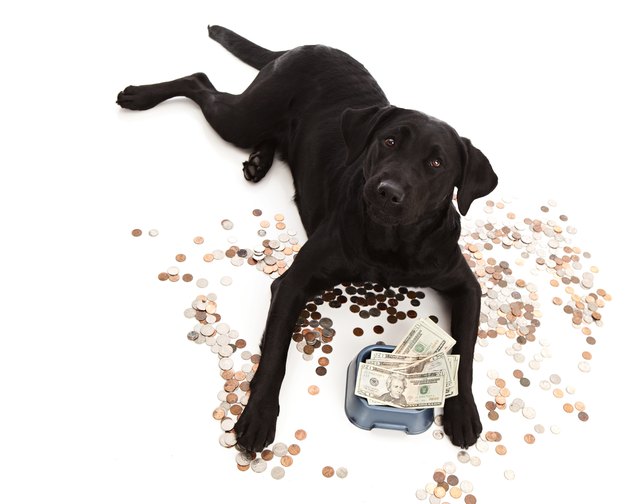 black dog surrounded by money