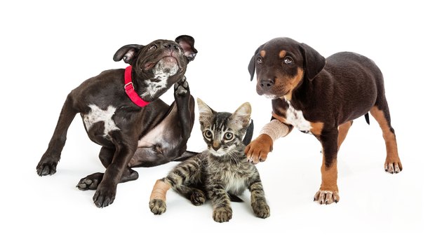 Pets Needing Veterinary Medical Care