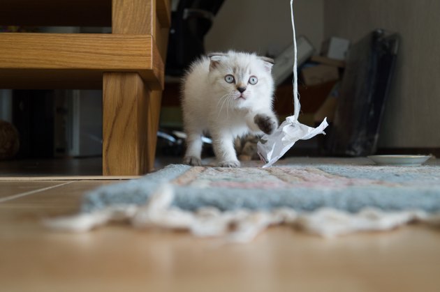 Cat Looking At Paper In Home
