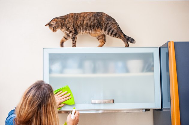 Adult Woman Playing With Cat While Cleaning The Kitchen