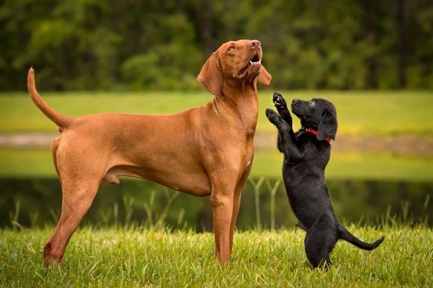 Lab puppy playing with Vizsla
