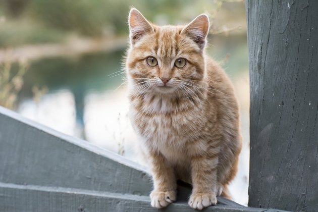 Portrait of a light coloured kitten sitting on a fence looking at the camera