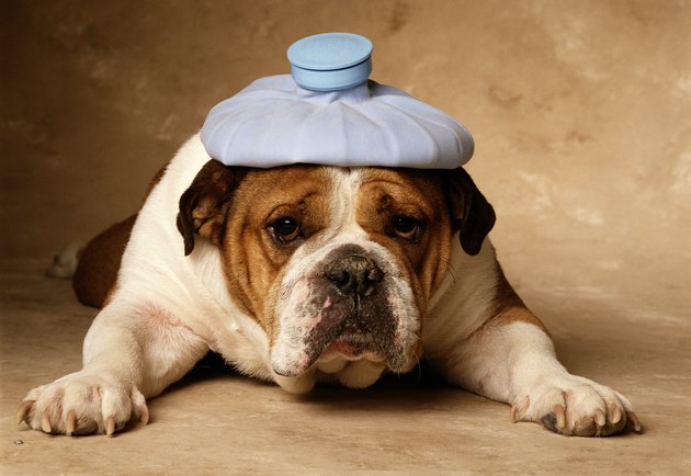 BULLDOG WITH HEADACHE