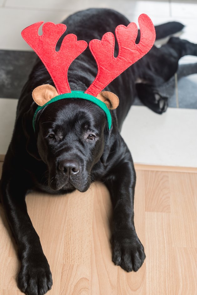 Black labrador retriever