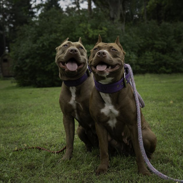 Pitbull sitting on grass with their tongues out