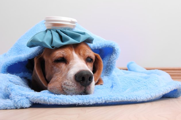 dog with ice pack on head