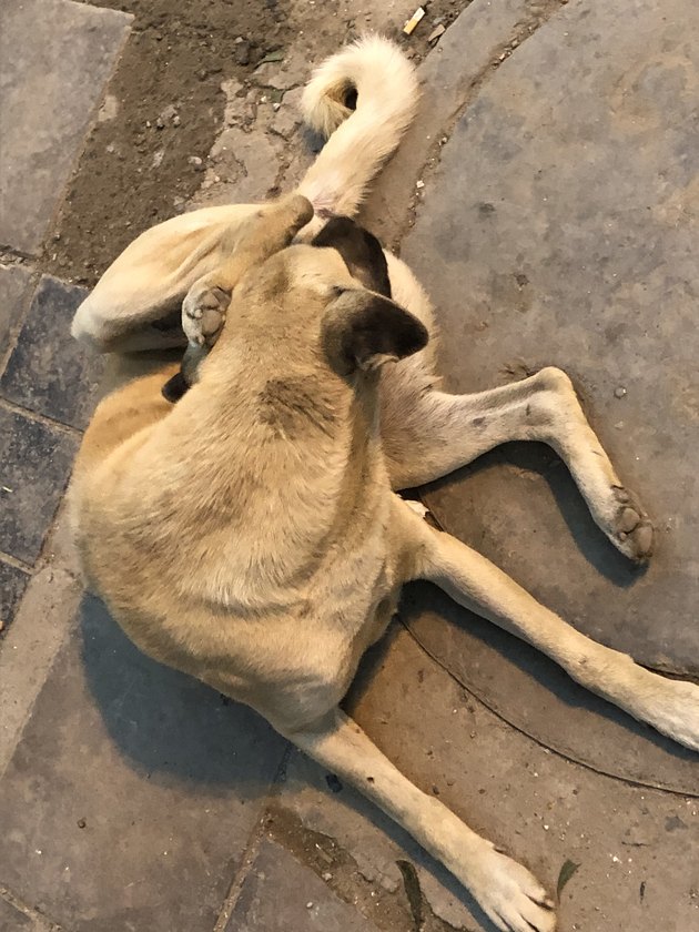dog licking his butt