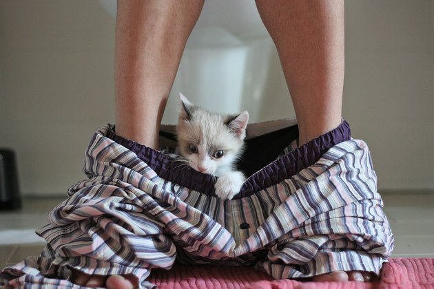 Kitten hidden in pajamas pants
