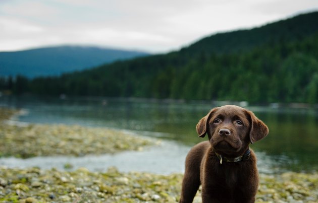 Dog Standing On Pebbles By Lake With Trees