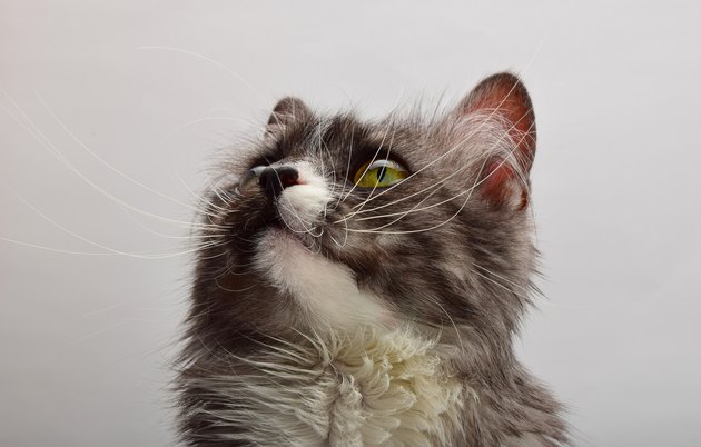 Close-Up Of Cat
