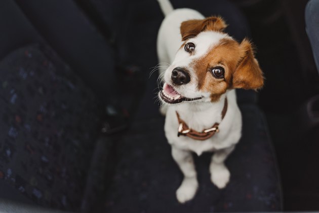 cute small jack russell dog in a car watching by the window