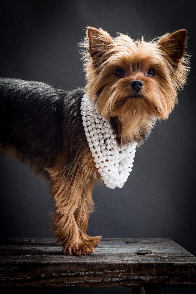Portrait Of Yorkshire Terrier With Pearl Necklace On Table Against Black Background