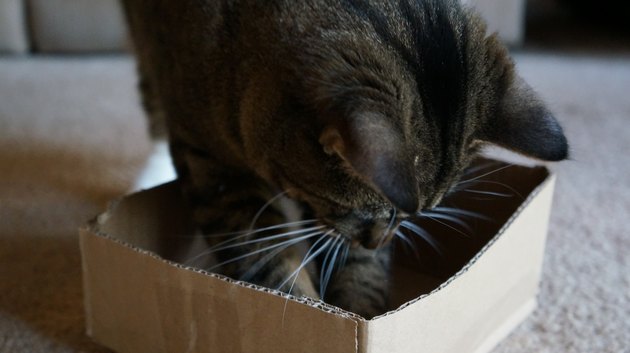 Cat With Paws in Box