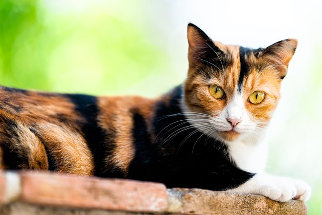 calico tabby cat white background