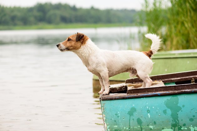 Summer scene: wet dog standing on river boat