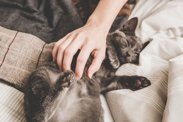 Sweet kitten is taking a nap