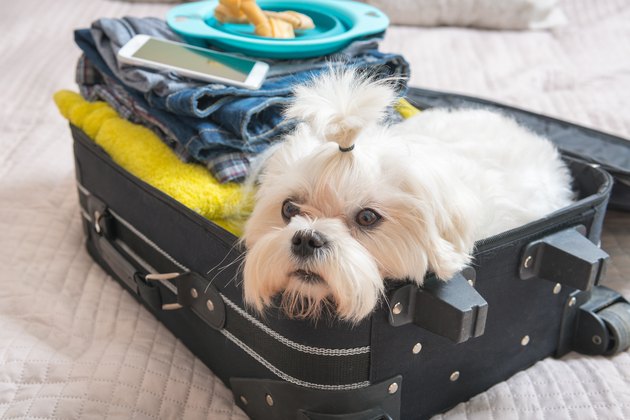 Dog sitting in the suitcase