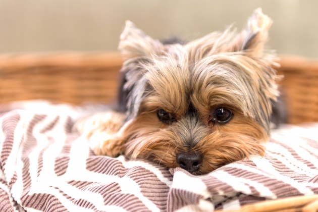 Yorkshire Terrier dog posing on grass