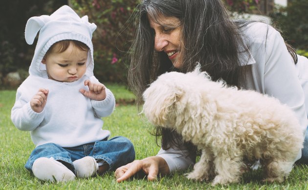 Little boy playing with his grandmother and a dog