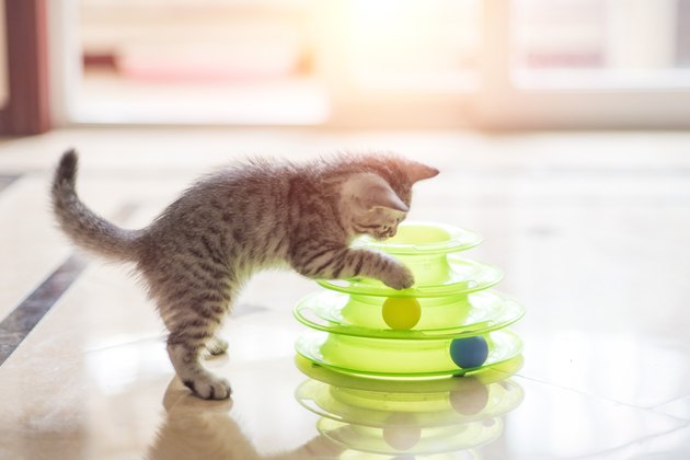 kitten play with a cat toy