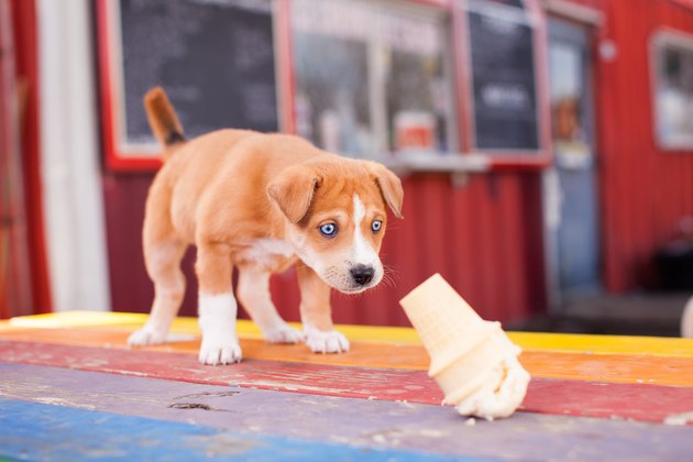 Sad puppy looking at wasted ice cream