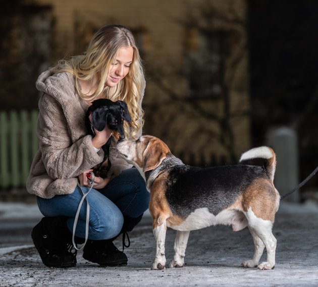 Blonde smiling young woman and her dachshund puppy meeting beagle