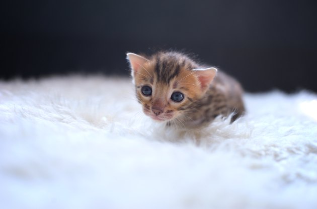 Bengal kitten