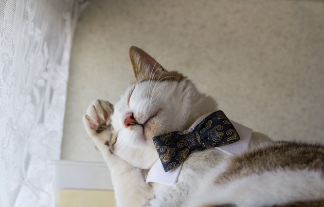 Cat with a bow tie
