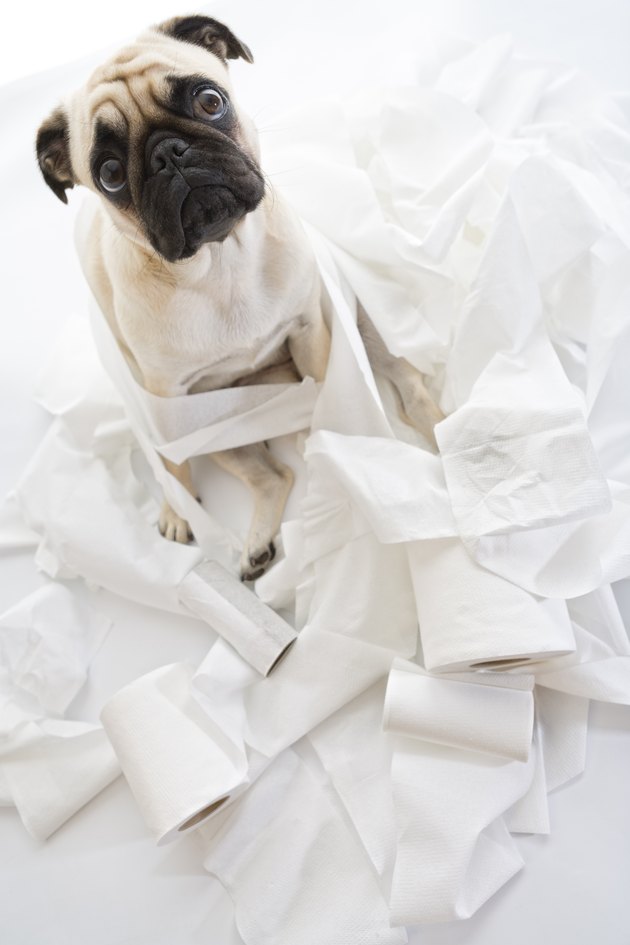 Puk Pukster Is in Trouble Again with Toilet Paper