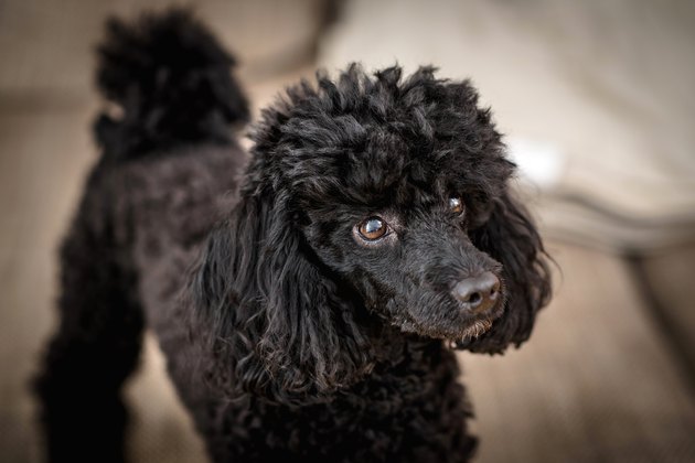 poodle