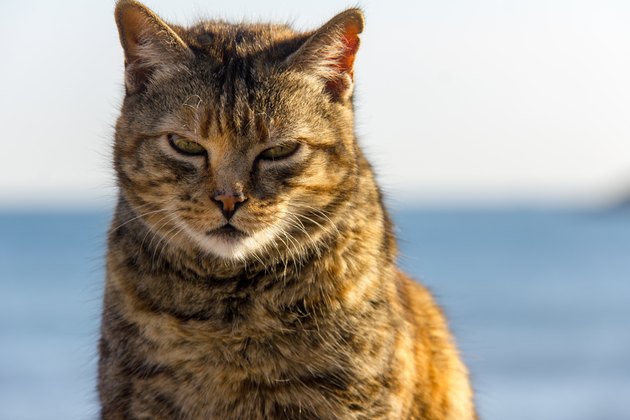 A stray cat at the port, with the sea in the background
