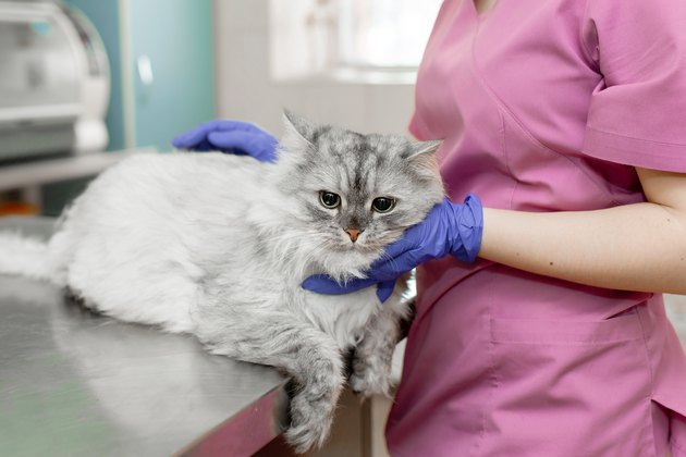 young woman professional veterinarian strokes a big gray cat on table in veterinary clinic.