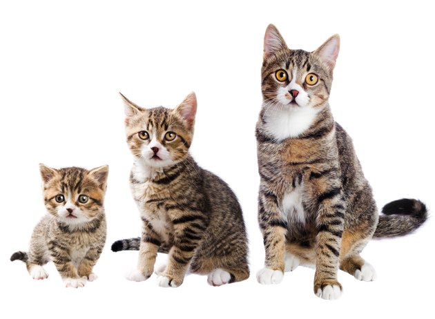 The cat with three lives