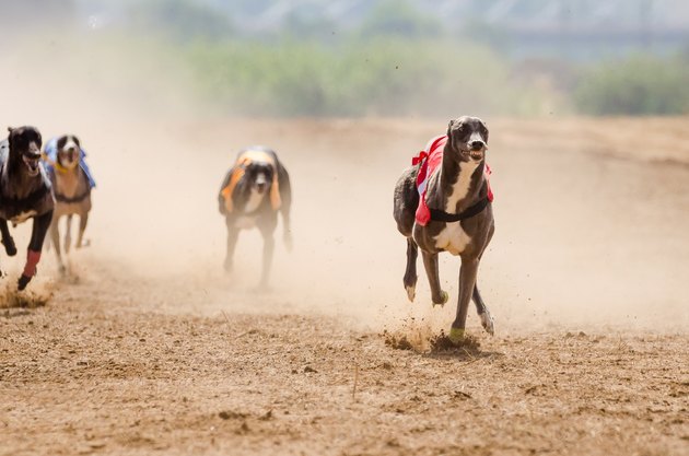 Greyhound at full speed during a race