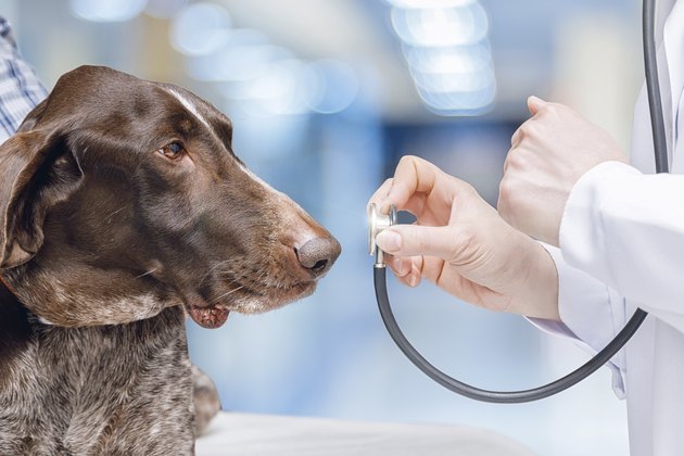 Dog looks at stethoscope .