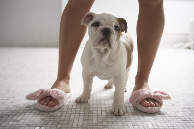 Dog standing between woman's legs in bathroom