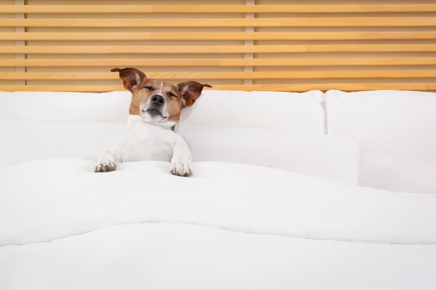 dog in bed