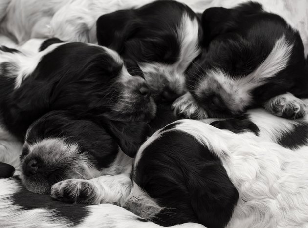English Cocker Spaniel Puppies.