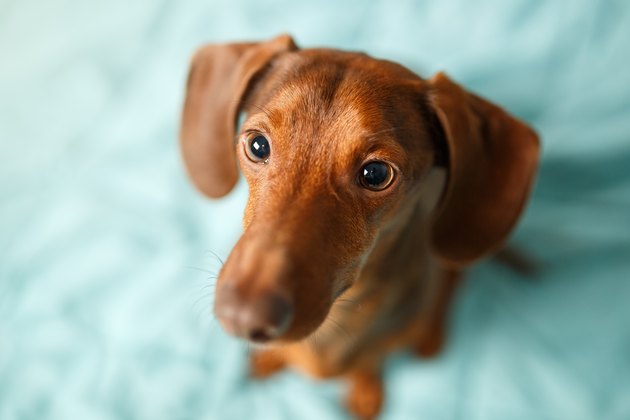 dachshund