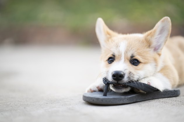 Welsh corgi dog pembroke puppy playing or bite owners shoes or flip flop