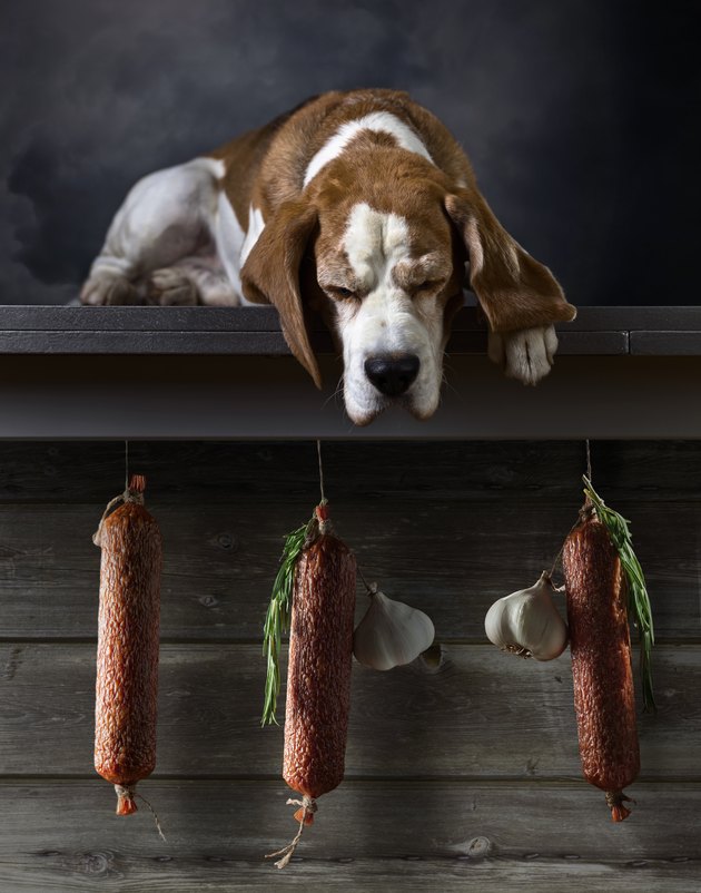 Beagle looking down at salami