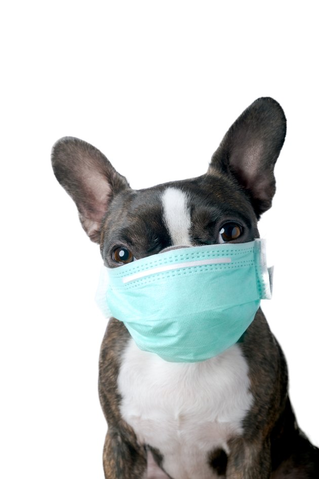 Portrait of boston terrier with medical mask