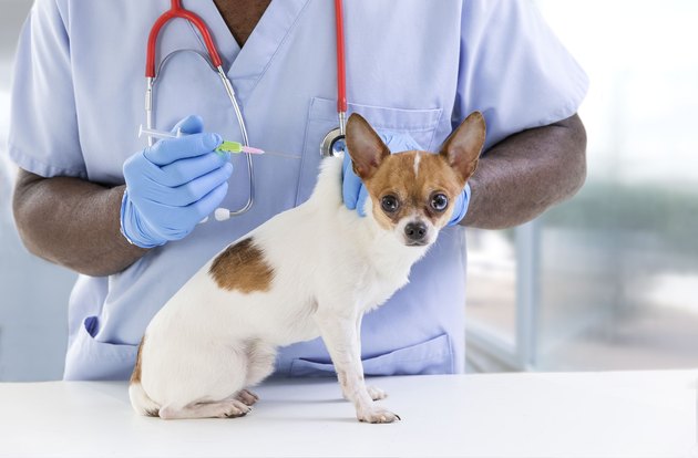 Vet's appointment.