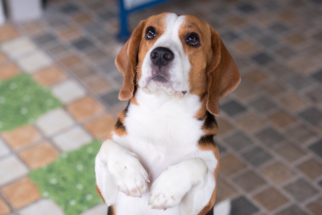 Close-Up Of Dog On Floor