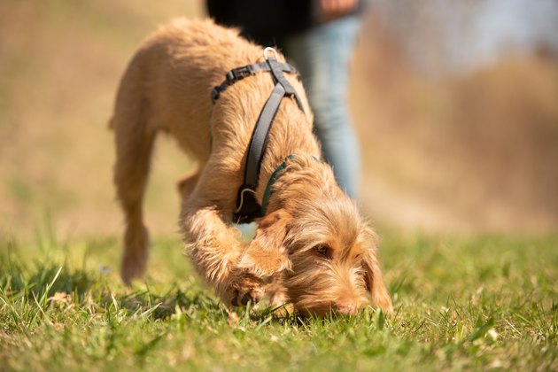 Magyar Vizsla 18 weeks old - Dog puppy is sniffing in the grass and follow a track
