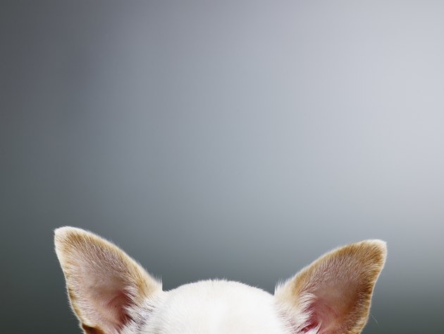 White Chihuahua ears, close-up, high section
