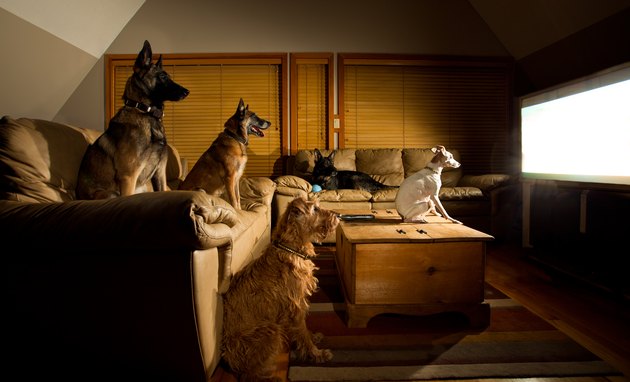 Dogs Watching TV