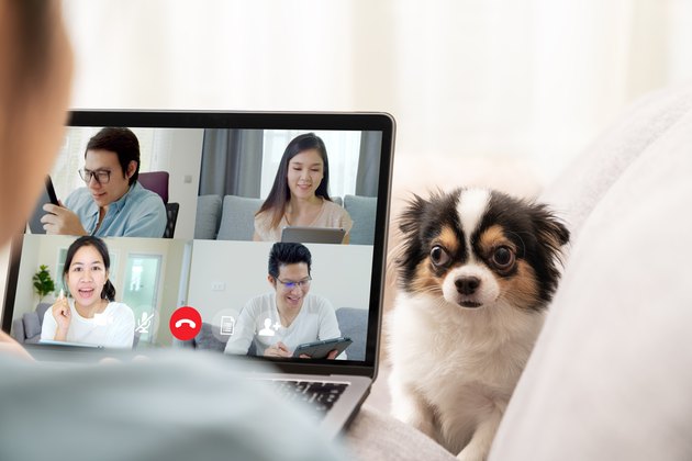 Back view of business woman and team on laptop screen talking and discussion in video conference and dog interruption.Working from home, Working remotely, Pets interruption and Self-isolation.