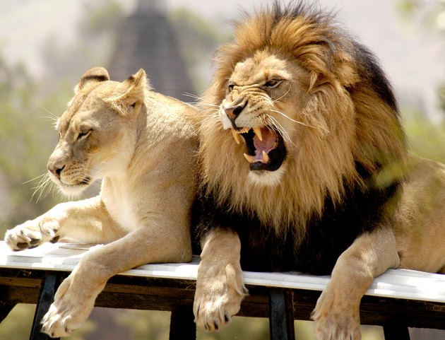 Make lion roars dissatisfaction at his lioness.
